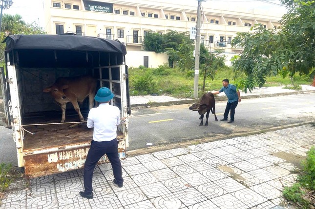 Bò thả rông húc văng cháu bé, chính quyền sở tại nói gì? ảnh 1