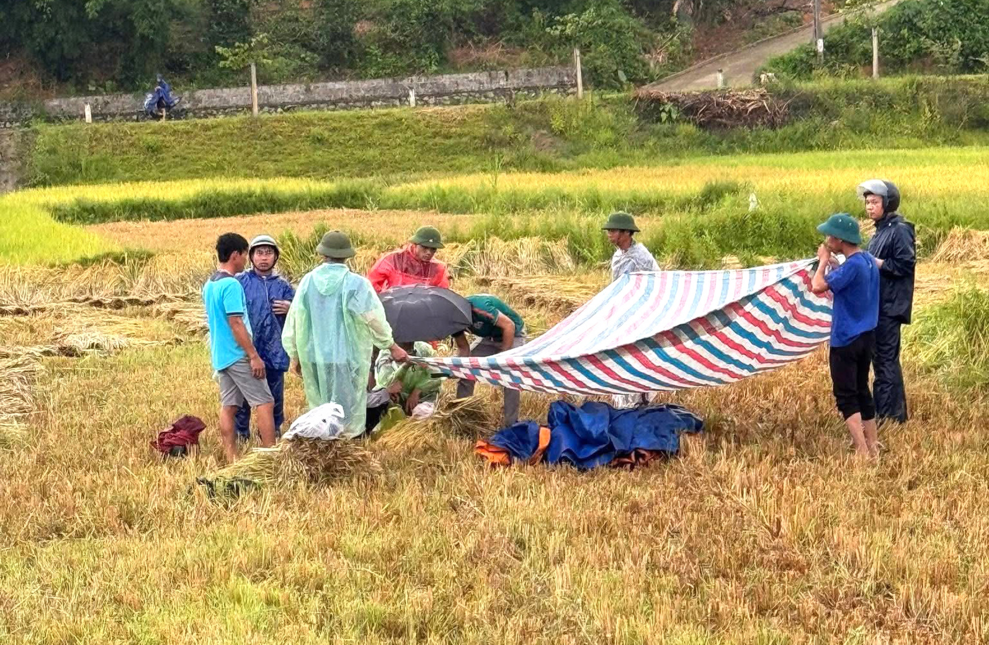 Người đàn ông bị sét đánh tử vong khi đang gặt lúa ngoài ruộng Hiện trường nơi anh T. bị sét đánh tử vong - Ảnh: Quân Dũng