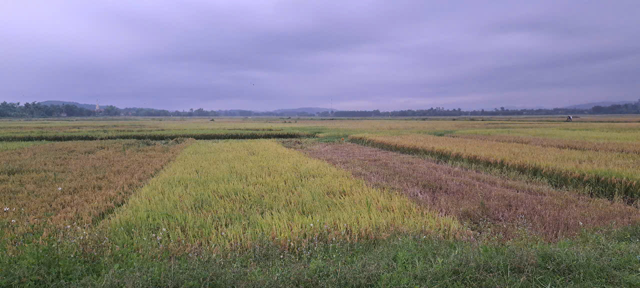 Hà Tĩnh: Người đàn ông bị sét đánh tử vong khi đang thu hoạch lúa trên đồng- Ảnh 1. Hà Tĩnh: Người đàn ông bị sét đánh tử vong khi đang thu hoạch lúa trên đồng- Ảnh 1.