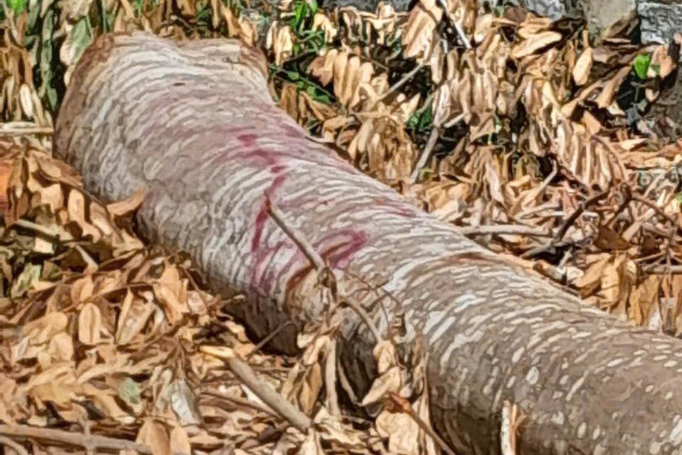 5 cây xà cừ bị cắt hạ có đường kính từ 10-30cm. Ảnh: Hồ Huynh