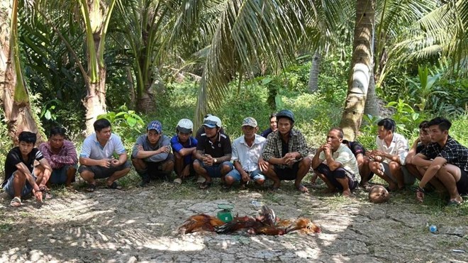 Ảnh minh họa: Xác minh, làm rõ nhóm đối tượng đá gà trong vườn dừa