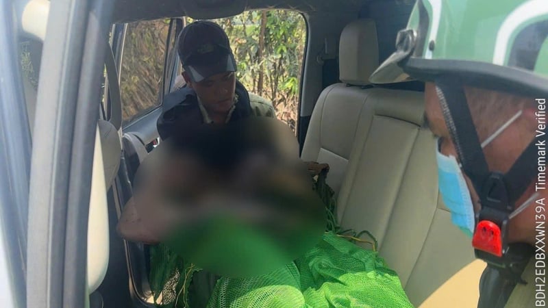 Ảnh minh họa: Nhiều nhân viên bảo vệ rừng ở Gia Lai bất ngờ bị ong đốt, 1