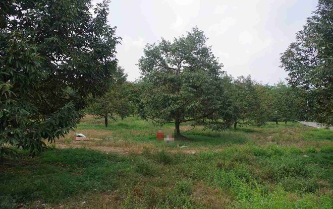 Ảnh minh họa: Làm rõ vụ người đàn ông t;ử v;ong tại vườn sầu riêng ở Bình Phước